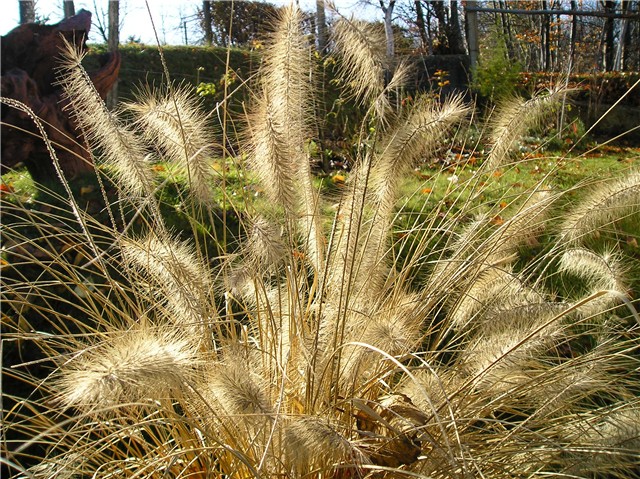 Pennisetum, Prosenjak